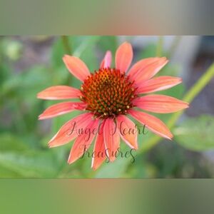 5x7 Original Nature Photography Of Echinacea Flower Bloom Photo Print